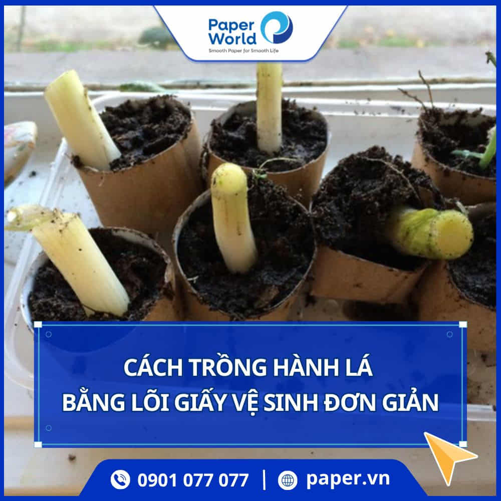 Cách trồng hành lá bằng lõi giấy vệ sinh
